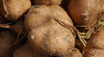 5 người không nên ăn củ đậu