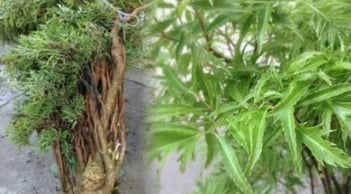 Cây đinh lăng được ví như “thần giữ của”: Vị trí trồng chuẩn phong thủy giúp hút tài lộc, may mắn