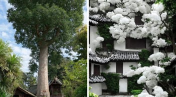 Người xưa dặn: 3 loại cây “quý hơn vàng”, trồng một lần hưởng lợi nhiều đời, phúc khí dồi dào có tiền khó mua