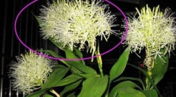 Cây trồng trong nhà xuất hiện những dấu hiệu này: Điềm báo phát tài, tài lộc và phú quý sắp gõ cửa