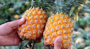 Mẹo chọn dứa chín tự nhiên, nhiều nước, ngọt lịm