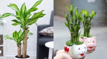 Nhà giàu thường trưng 3 loại cây này để hút tài lộc: Người nghèo đặt đúng cách cũng có cơ hội 'đổi vận'
