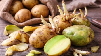 Khoai tây mọc mầm, vỏ vàng chuyển thành xanh: Nguy cơ nghiêm trọng mà nhiều người không biết