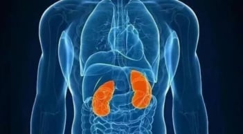 Chỉ còn một quả thận: Điều gì xảy ra với cơ thể và sức khỏe về lâu dài?