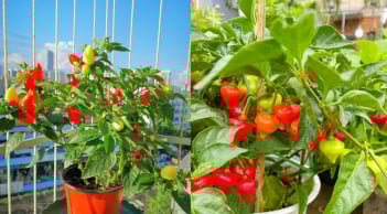 Trồng cây ớt trước cửa nhà có ý nghĩa phong thủy gì?