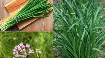 Loại rau bổ hơn thịt, tốt như ‘thuốc tự nhiên’: Dễ trồng như cỏ dại nhưng ít người biết để ăn