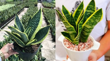 Ai nên trồng Cây Lưỡi Hổ? 2 mệnh hợp trồng cây này nhất
