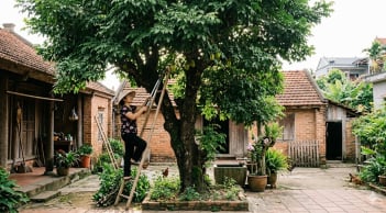 Vì sao cây khế xanh tốt nhưng ít quả? 5 điều nhiều gia đình đang làm sai