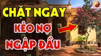 3 loại cây trồng trước cửa nhà nào nhà đó nghèo khổ: Cây càng xanh người càng suy