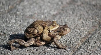 Các cụ dặn: 4 con vật vào nhà là điềm lành, đuổi đi là mất lộc