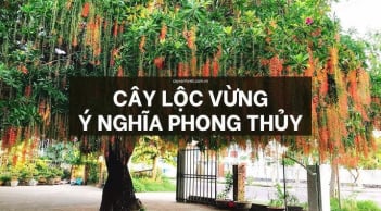 4 loại cây trồng trước nhà mang tới tiền tài phúc lộc: Càng ngày càng giàu có