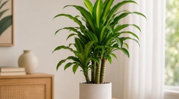 Cây thiết mộc lan hợp mệnh nào? Trồng 1 cây trong nhà, vừa đẹp vừa hút may mắn