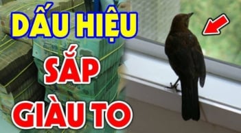 4 con vật được xem là “đệ tử” Thần Tài: Vào nhà nào, tài lộc kéo đến nhà đó