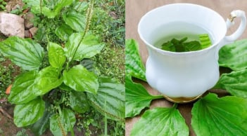 4 loại lá đun nước uống giúp mát gan, thải độc gan