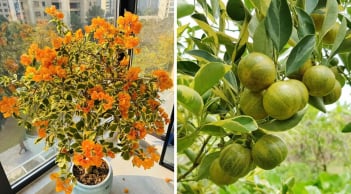 4 cây cảnh ánh kim “toàn vàng là vàng”: Vừa sang trọng vừa hút tài lộc, nhà giàu rất thích trồng