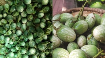 Cà đắng Tây Nguyên: Loại quả “đắng lạ” từng bị bỏ quên, giờ thành đặc sản khiến ai ăn cũng nhớ