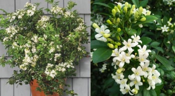 Những người nên tránh trồng cây nguyệt quế trước nhà