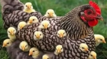 Sau 1/5: 3 tuổi mở chu kỳ mới nhưng tiểu nhân rình rập, càng chủ quan càng dễ vấp