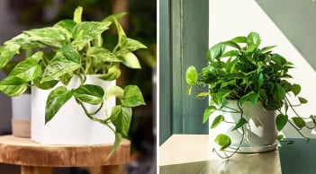 Vị trí 'Hao tài, tốn lộc' không nên đặt cây trầu bà: Nhiều người không biết vẫn vô tư trồng