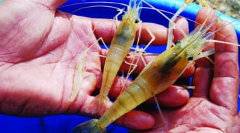 Người bán tôm nói nhỏ: Chọn tôm nuôi hay tôm tự nhiên cứ làm theo cách này?