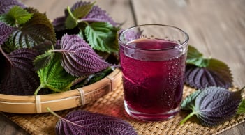 Những người nên cẩn trọng khi dùng nước lá tía tô