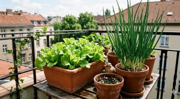 6 loại rau lớn nhanh “thấy rõ từng ngày”, trồng vài tuần đã có thể thu hoạch