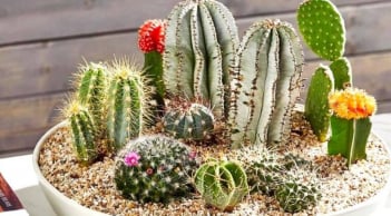 Nhà có “âm khí”? Gợi ý loại cây giúp thanh lọc không gian, xua cảm giác u ám