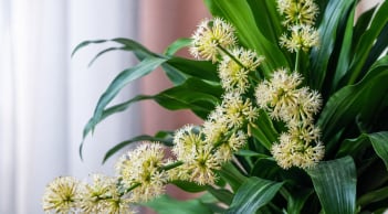  Thiết mộc lan nở hoa là tín hiệu tốt, nhưng phải chú ý 5 điều quan trọng này