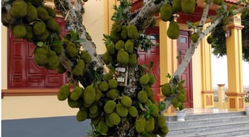 3 loại cây ăn quả không nên trồng trước nhà, cản bước thần Tài vào