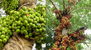 Người tuổi nào hợp trồng Cây Sung trong nhà?