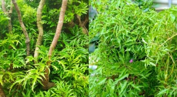 Nhà đang trồng cây đinh lăng cần chú ý 5 điều sau