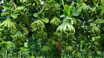 5 loại cây phong thủy người giàu rất thích trồng, nhà có 1 cây cũng hút tài lộc