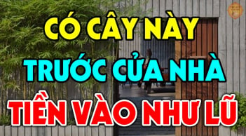 4 loại cây trồng trước nhà nào nhà đó giàu có