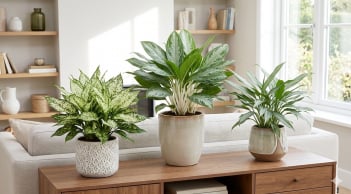 Người mệnh Thủy nên trồng cây gì? 4 lựa chọn vừa đẹp vừa giúp tăng vận may