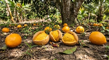 Từng rụng đầy gốc không ai nhặt, loại quả quê này nay “lên đời” thành hàng xuất khẩu giá gần 2 triệu/kg