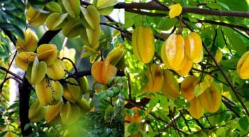 5 điều cần chú ý cho những nhà đang trồng cây khế
