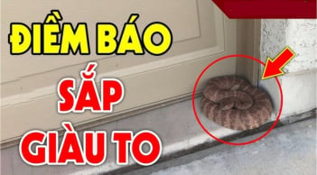 3 con vật vào nhà điềm báo may mắn: Gia chủ sắp Trúng Lớn giàu to