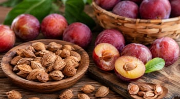 Công dụng bất ngờ của hạt mận với sức khoẻ