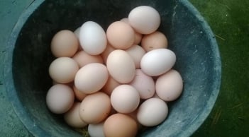 Người mắc 1 trong 5 bệnh này tuyệt đối không ăn trứng gà