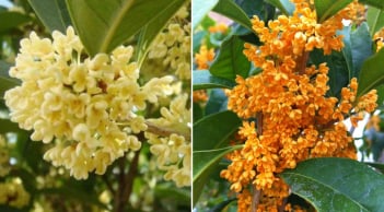 Trồng cây mộc hương (quế hoa) trước nhà có ý nghĩa gì?