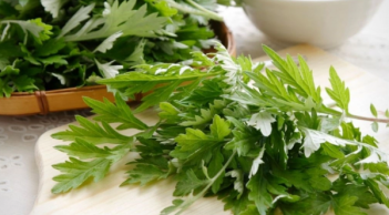 Xông mặt bằng ngải cứu đúng cách giúp da sạch sâu, giảm mụn và thư giãn hiệu quả