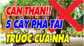5 loại cây âm sát khi cao: Cây càng xanh người càng lao đao