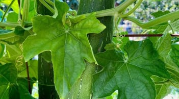 1 thứ trên cây mướp nếu biết dùng sẽ là 'báu vật' cho gan