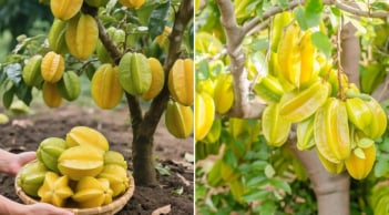 3 vị trí trồng khế tốt nhất: Đó là vị trí nào?