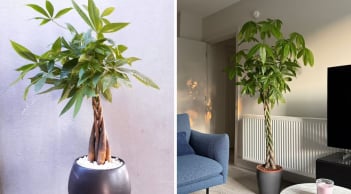 Cây kim ngân thắt bím có ý nghĩa gì? 3 mệnh này được như 'máy hút lộc' tài vận tới không ngừng