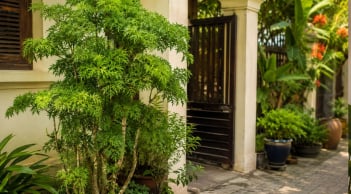 Vì sao người xưa thích trồng cây đinh lăng trước cửa nhà? Ý nghĩa bất ngờ