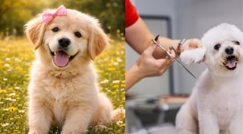 Làm giúp việc Chăm sóc Chó cưng, nhà giàu trả thu nhập khủng 2,1 tỷ đồng/năm, bất ngờ tiêu chí tuyển dụng