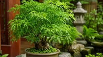Người tuổi này mệnh này hợp trồng cây Đinh Lăng phong thuỷ, thu hút cảm giác giàu có sức khoẻ và may mắn