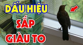 3 cpn vật vào nhà Thần Tài ghé thăm: Đừng dại đuổi chúng đi nhé