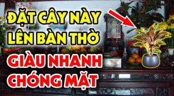 4 loại cây đặt trong nhà sinh phúc khí: Cây càng xanh người càng giàu có